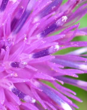 Fotografia 4 da espécie Centaurea nigra subesp. rivularis no Jardim Botânico UTAD