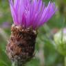 Fotografia 5 da espécie Centaurea nigra subesp. rivularis do Jardim Botânico UTAD