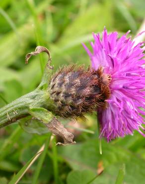 Fotografia 6 da espécie Centaurea nigra subesp. rivularis no Jardim Botânico UTAD