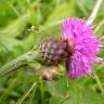 Fotografia 6 da espécie Centaurea nigra subesp. rivularis do Jardim Botânico UTAD