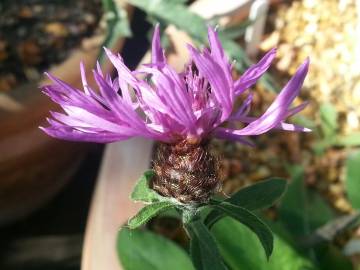 Fotografia da espécie Centaurea nigra subesp. rivularis