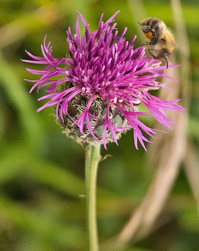 Fotografia de capa Centaurea nigra subesp. rivularis - do Jardim Botânico