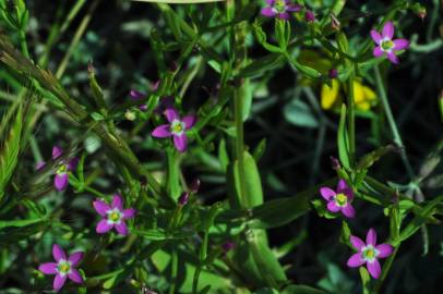 Fotografia da espécie Centaurium pulchellum subesp. tenuiflorum