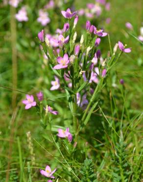 Fotografia 3 da espécie Centaurium pulchellum subesp. tenuiflorum no Jardim Botânico UTAD