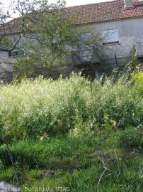 Fotografia da espécie Brassica oleracea