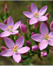 Fotografia da espécie Centaurium pulchellum