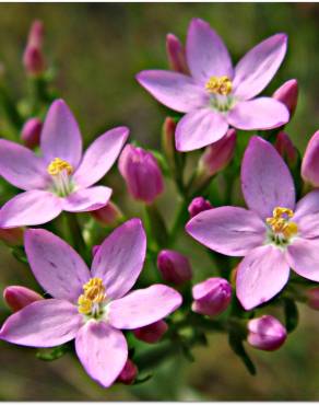 Fotografia 1 da espécie Centaurium pulchellum subesp. tenuiflorum no Jardim Botânico UTAD