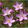 Fotografia 1 da espécie Centaurium pulchellum subesp. tenuiflorum do Jardim Botânico UTAD