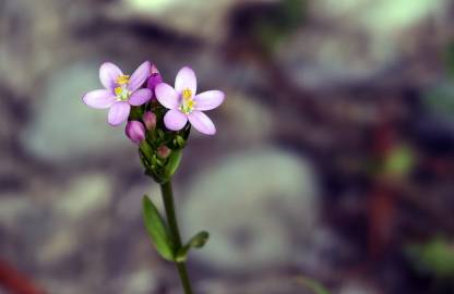 Fotografia da espécie Centaurium pulchellum subesp. tenuiflorum