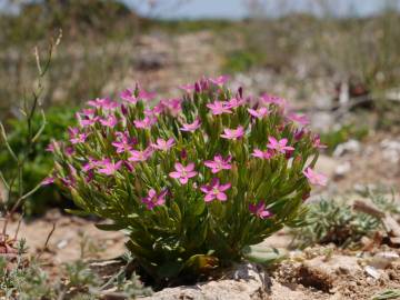 Fotografia da espécie Centaurium pulchellum subesp. tenuiflorum