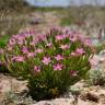 Fotografia 5 da espécie Centaurium pulchellum subesp. tenuiflorum do Jardim Botânico UTAD