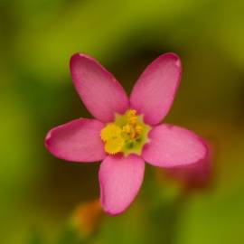 Fotografia da espécie Centaurium pulchellum subesp. tenuiflorum