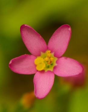 Fotografia 6 da espécie Centaurium pulchellum subesp. tenuiflorum no Jardim Botânico UTAD