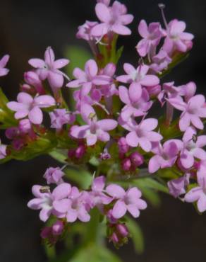 Fotografia 3 da espécie Centranthus calcitrapae subesp. calcitrapae no Jardim Botânico UTAD