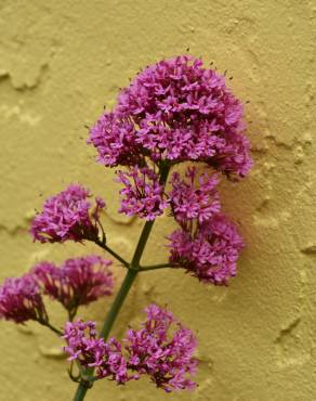 Fotografia 4 da espécie Centranthus ruber no Jardim Botânico UTAD