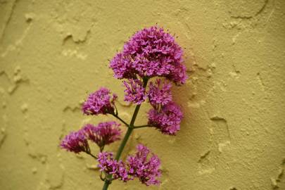 Fotografia da espécie Centranthus ruber