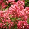 Fotografia 6 da espécie Centranthus ruber do Jardim Botânico UTAD