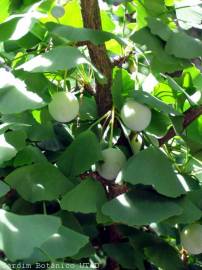 Fotografia da espécie Ginkgo biloba