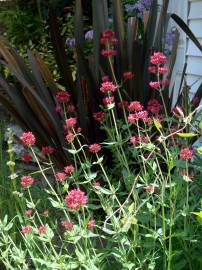 Fotografia da espécie Centranthus ruber