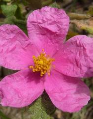 Cistus crispus