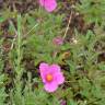 Fotografia 4 da espécie Cistus crispus do Jardim Botânico UTAD