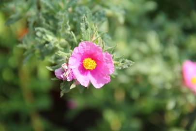 Fotografia da espécie Cistus crispus