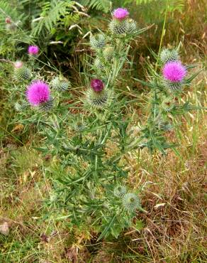 Fotografia 4 da espécie Cirsium vulgare no Jardim Botânico UTAD