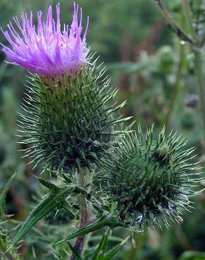 Fotografia 5 da espécie Cirsium vulgare no Jardim Botânico UTAD