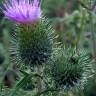 Fotografia 5 da espécie Cirsium vulgare do Jardim Botânico UTAD