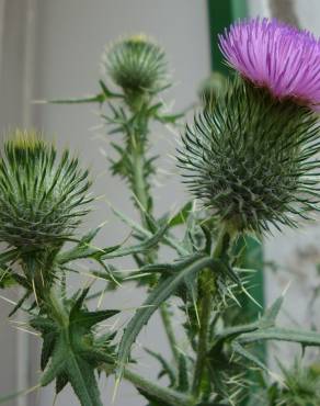 Fotografia 6 da espécie Cirsium vulgare no Jardim Botânico UTAD