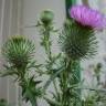 Fotografia 6 da espécie Cirsium vulgare do Jardim Botânico UTAD