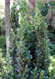 Fotografia da espécie Ilex crenata