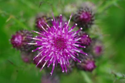 Fotografia da espécie Cirsium palustre