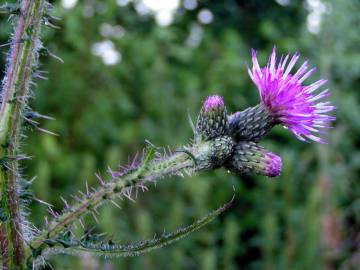 Fotografia da espécie Cirsium palustre