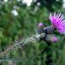 Fotografia 3 da espécie Cirsium palustre do Jardim Botânico UTAD