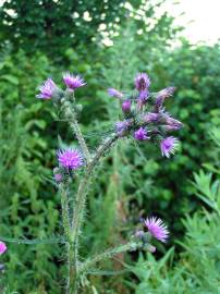 Fotografia da espécie Cirsium palustre