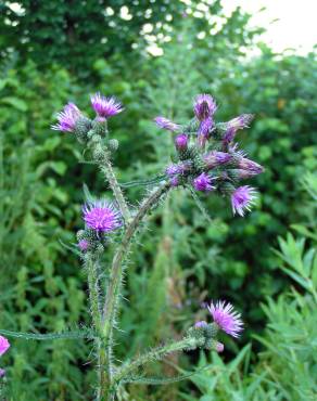 Fotografia 4 da espécie Cirsium palustre no Jardim Botânico UTAD