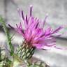 Fotografia 5 da espécie Cirsium palustre do Jardim Botânico UTAD