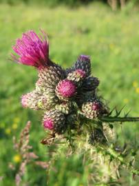 Fotografia da espécie Cirsium palustre