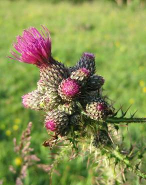 Fotografia 6 da espécie Cirsium palustre no Jardim Botânico UTAD