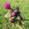 Fotografia 6 da espécie Cirsium palustre do Jardim Botânico UTAD