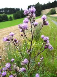 Fotografia da espécie Cirsium arvense