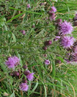 Fotografia 3 da espécie Cirsium arvense no Jardim Botânico UTAD