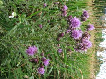 Fotografia da espécie Cirsium arvense