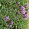 Fotografia 3 da espécie Cirsium arvense do Jardim Botânico UTAD