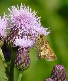 Fotografia da espécie Cirsium arvense