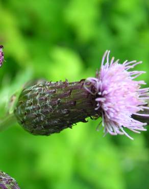 Fotografia 5 da espécie Cirsium arvense no Jardim Botânico UTAD