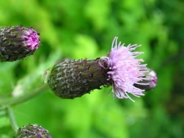 Fotografia da espécie Cirsium arvense