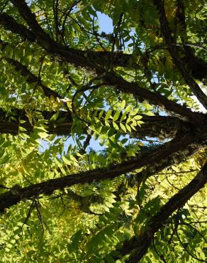 Fotografia 3 da espécie Juglans nigra no Jardim Botânico UTAD