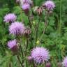 Fotografia 6 da espécie Cirsium arvense do Jardim Botânico UTAD